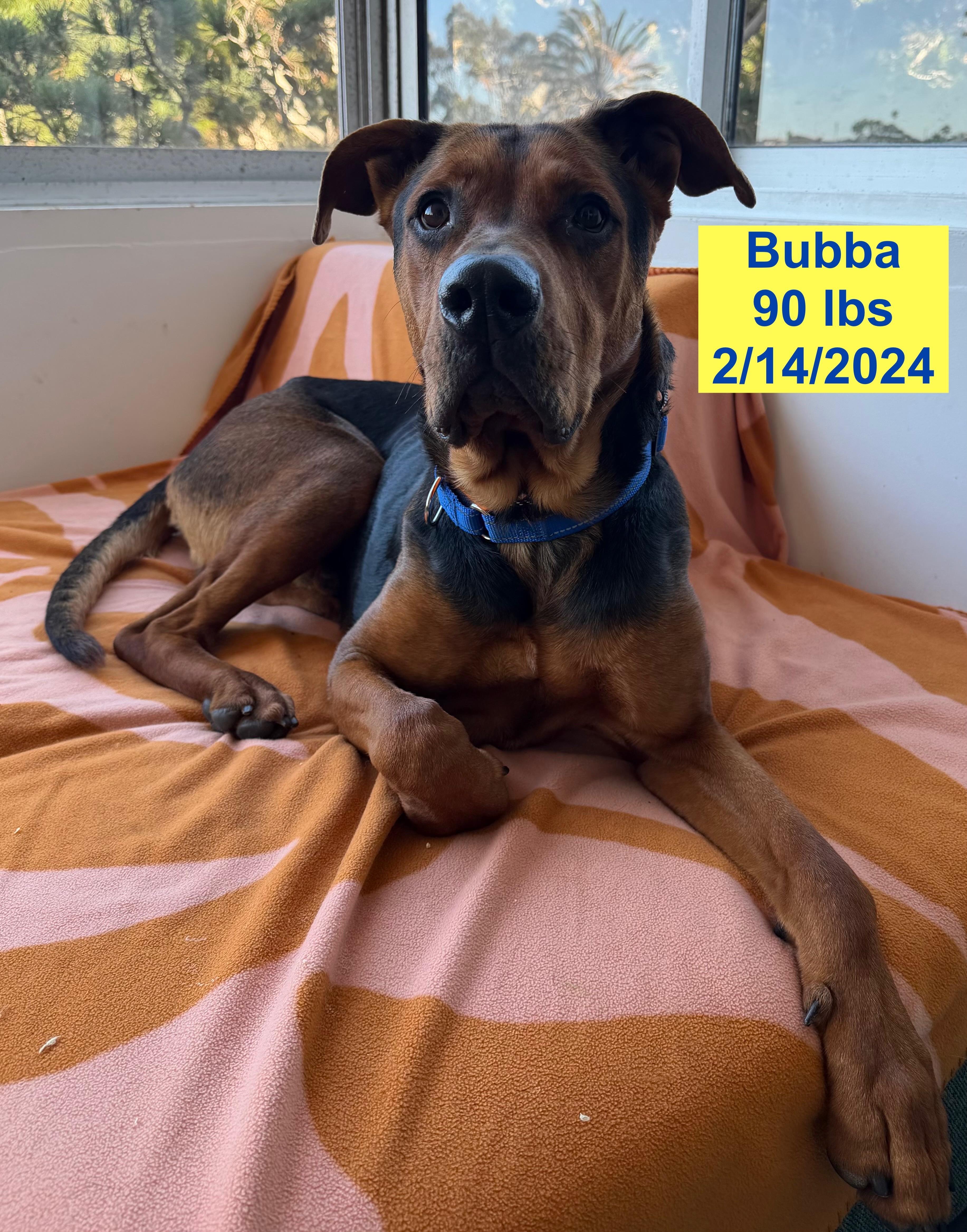 Bubba