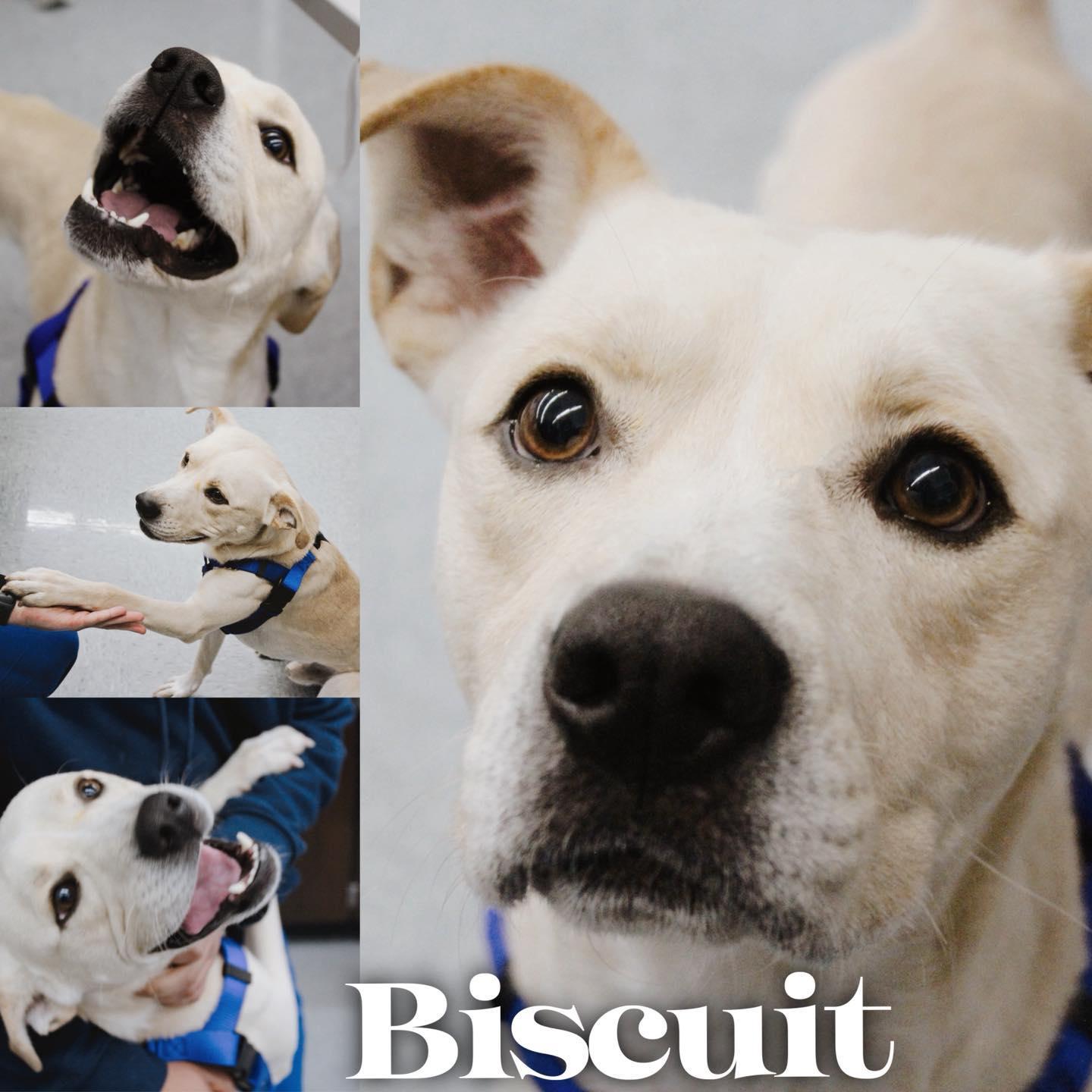 Biscuit