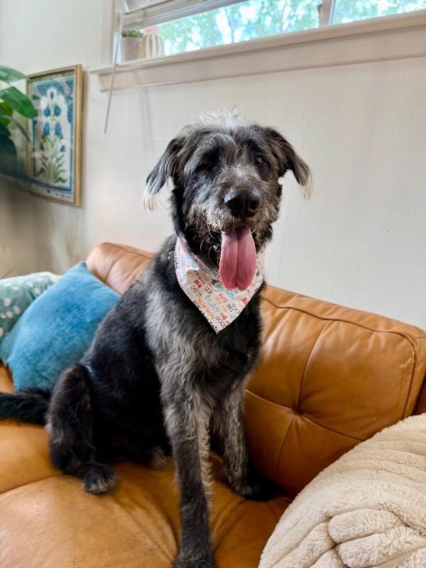 Bo Grogan Stop Scrolling