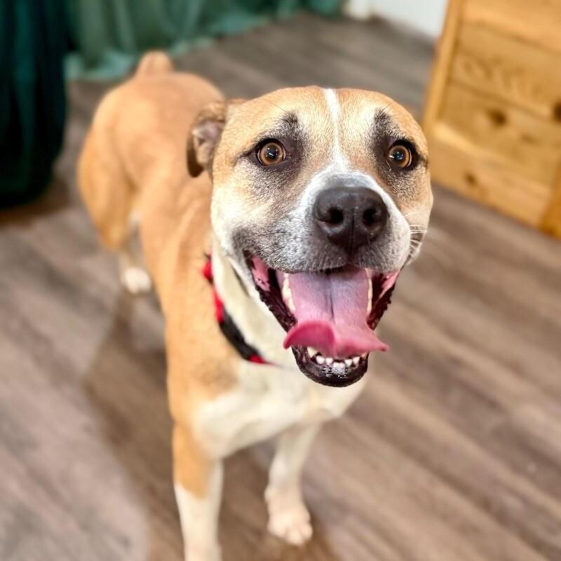 Chanel Belle Your Built