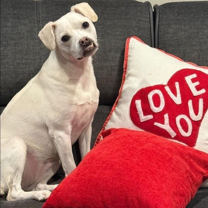 Jojo Jellybean The Sweetest