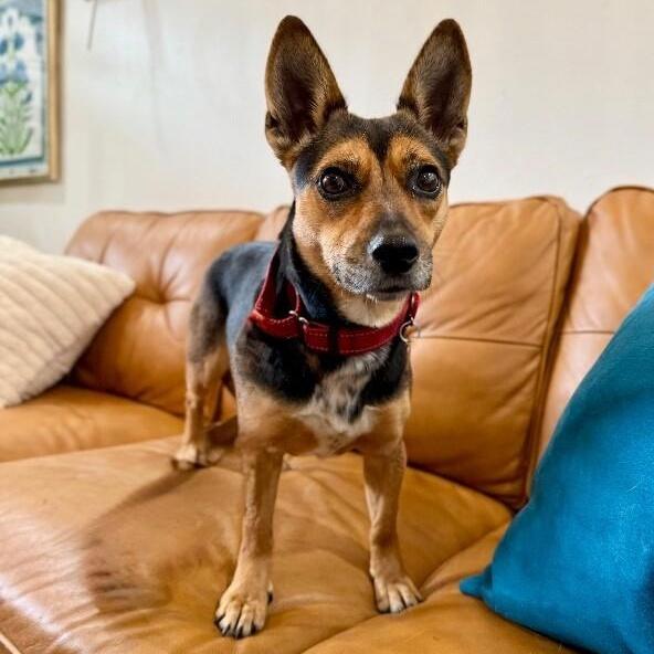 Meghan Markle The Little