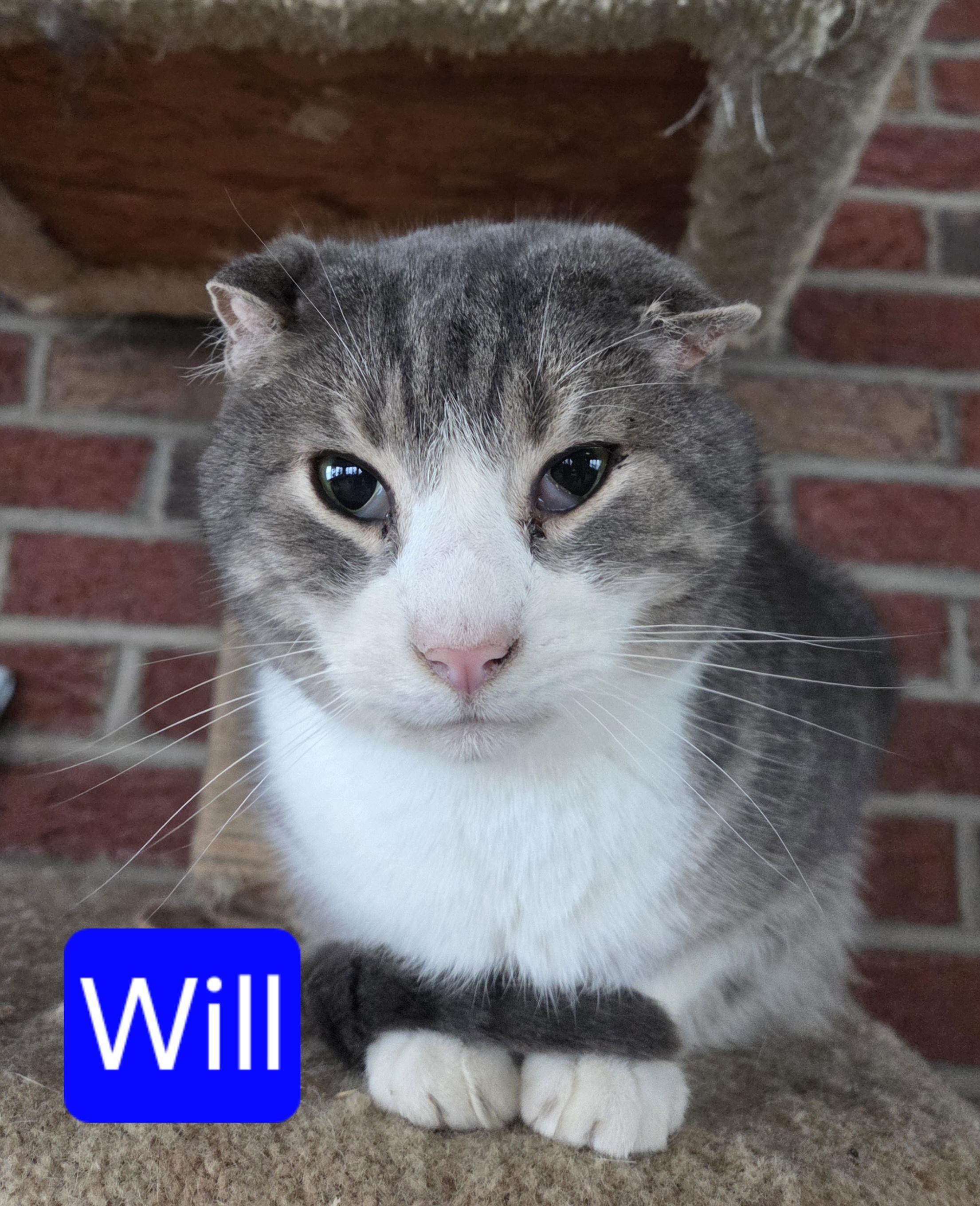 Will