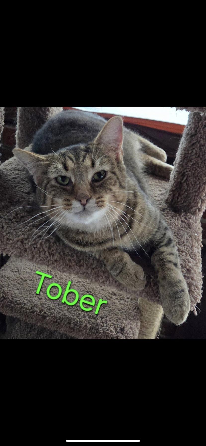 Tober