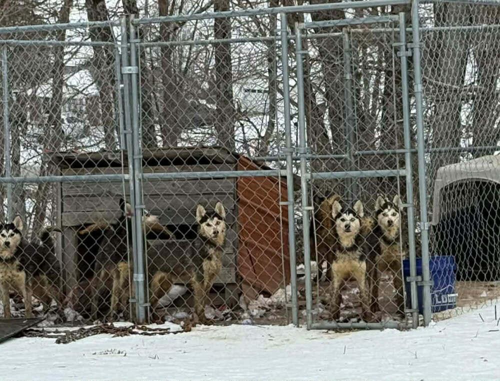 Seven Kingdoms : Egg