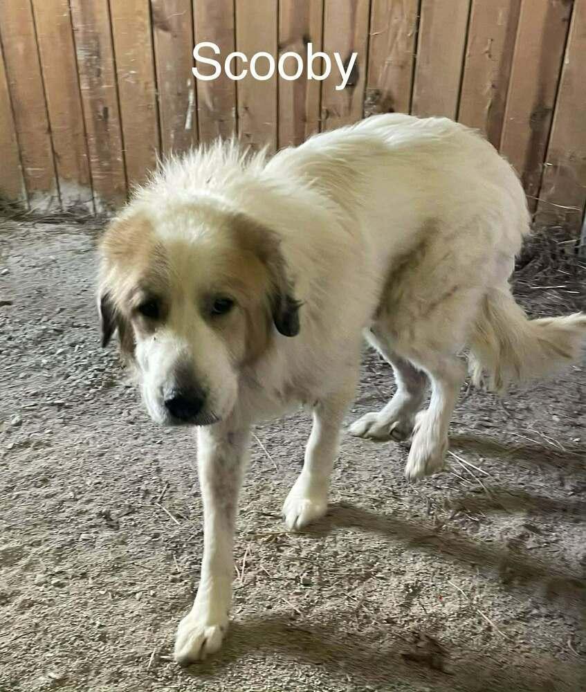 Sir Scooby