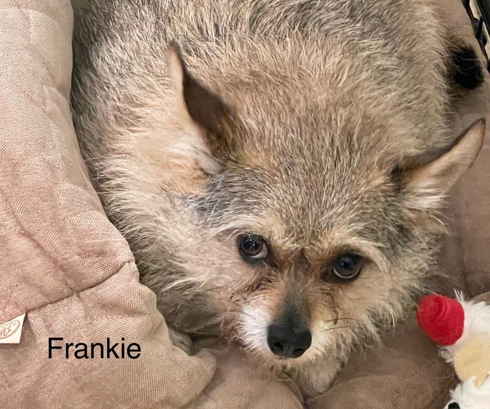 Frankie