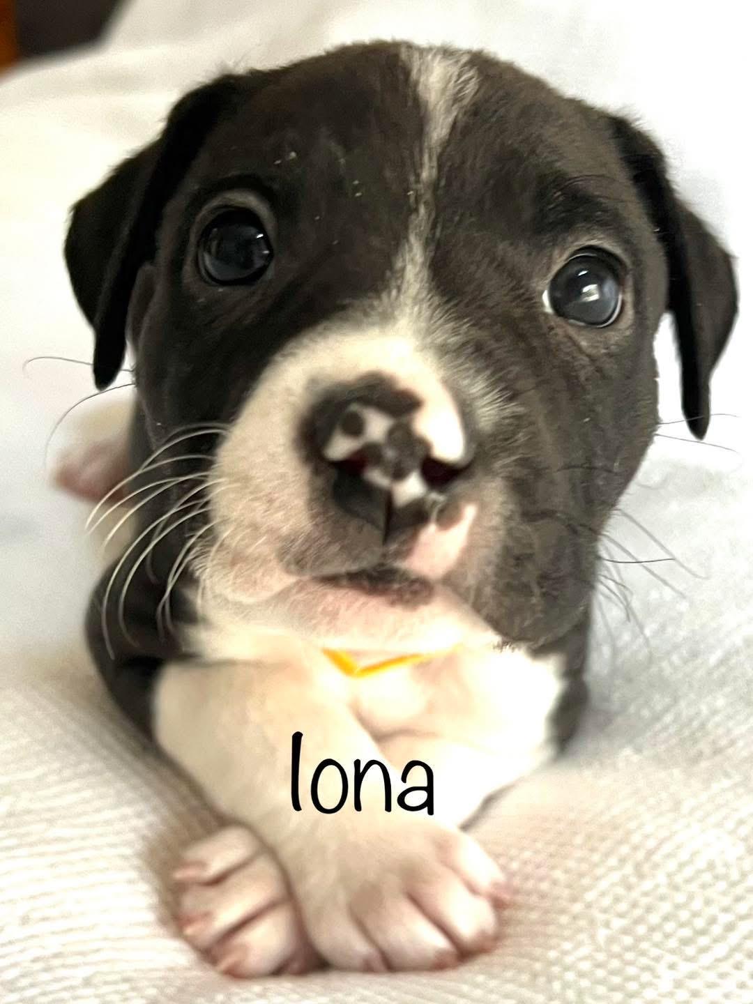 Iona