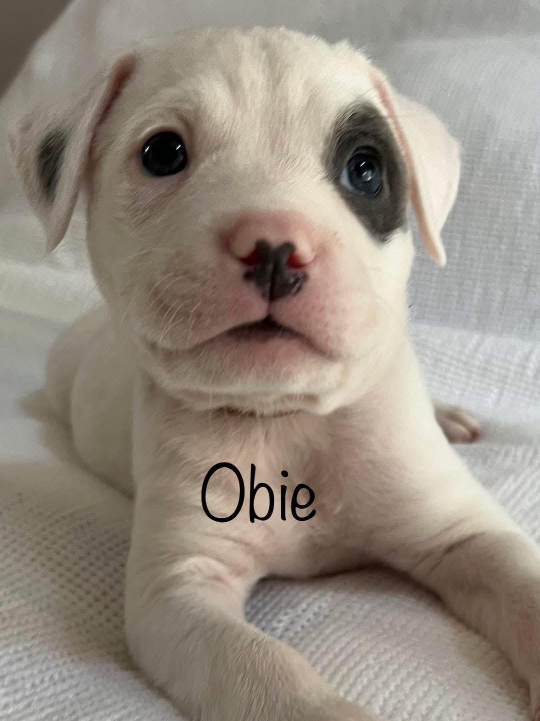 Obie