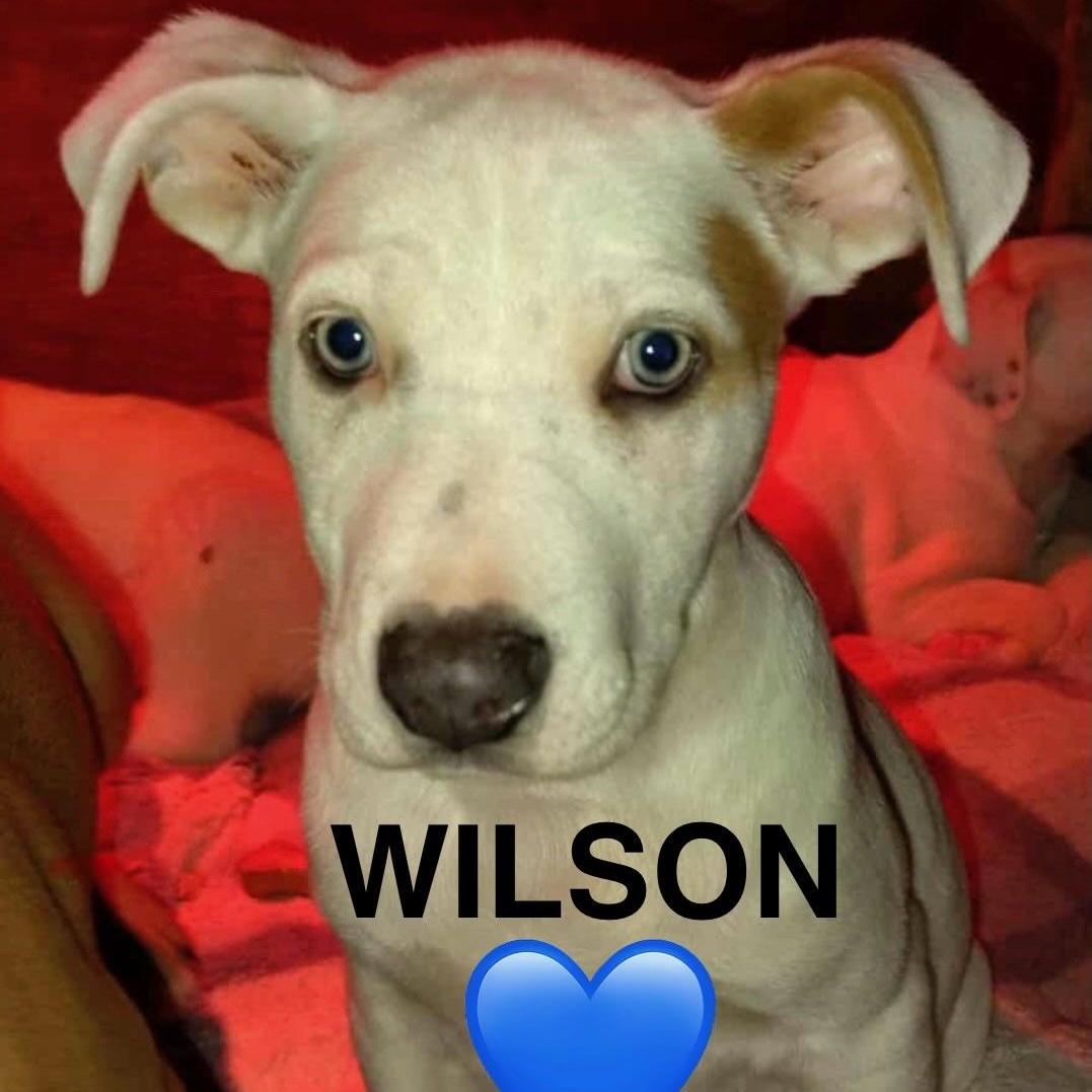 Wilson
