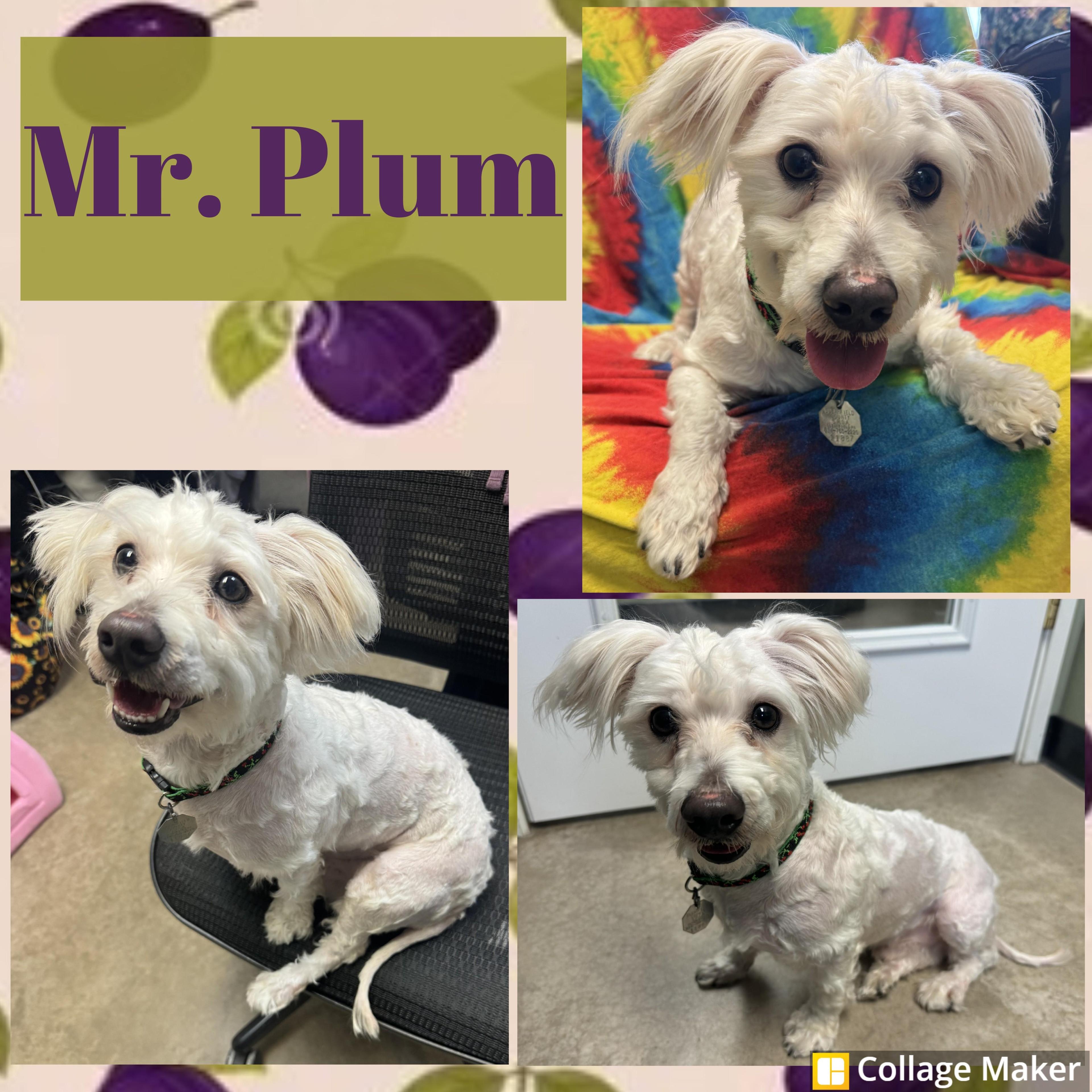Mr. Plum
