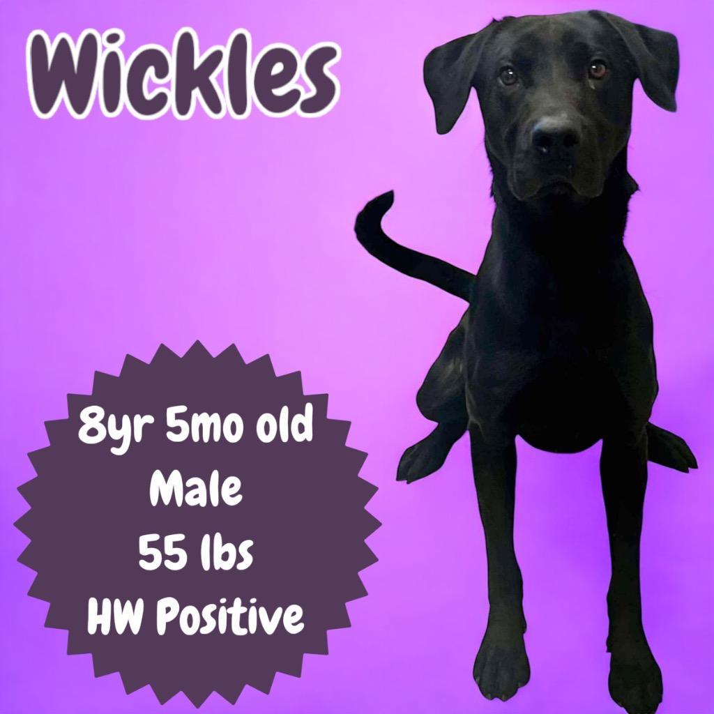 Wickles