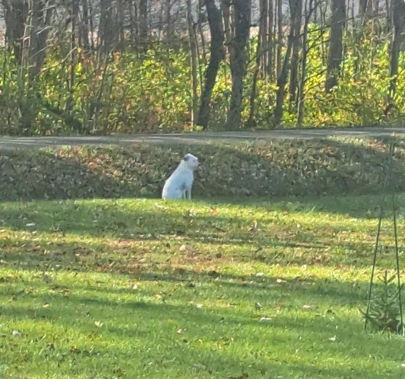 Cleaning Crew Cotton