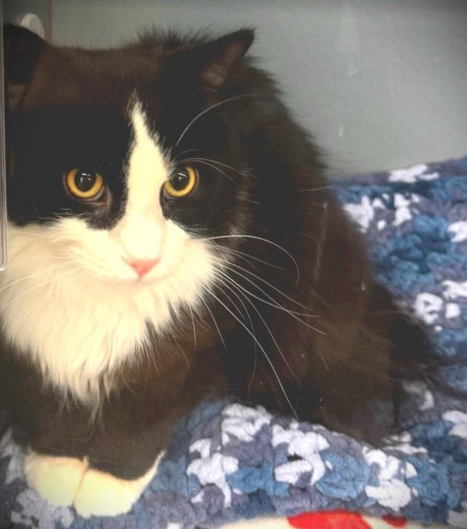 Max @ Petsmart Mankato