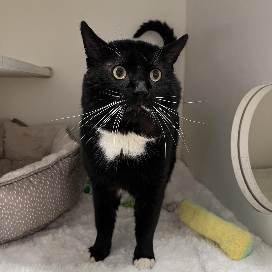 Professor Meowit All