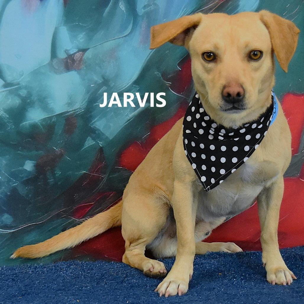 Jarvis