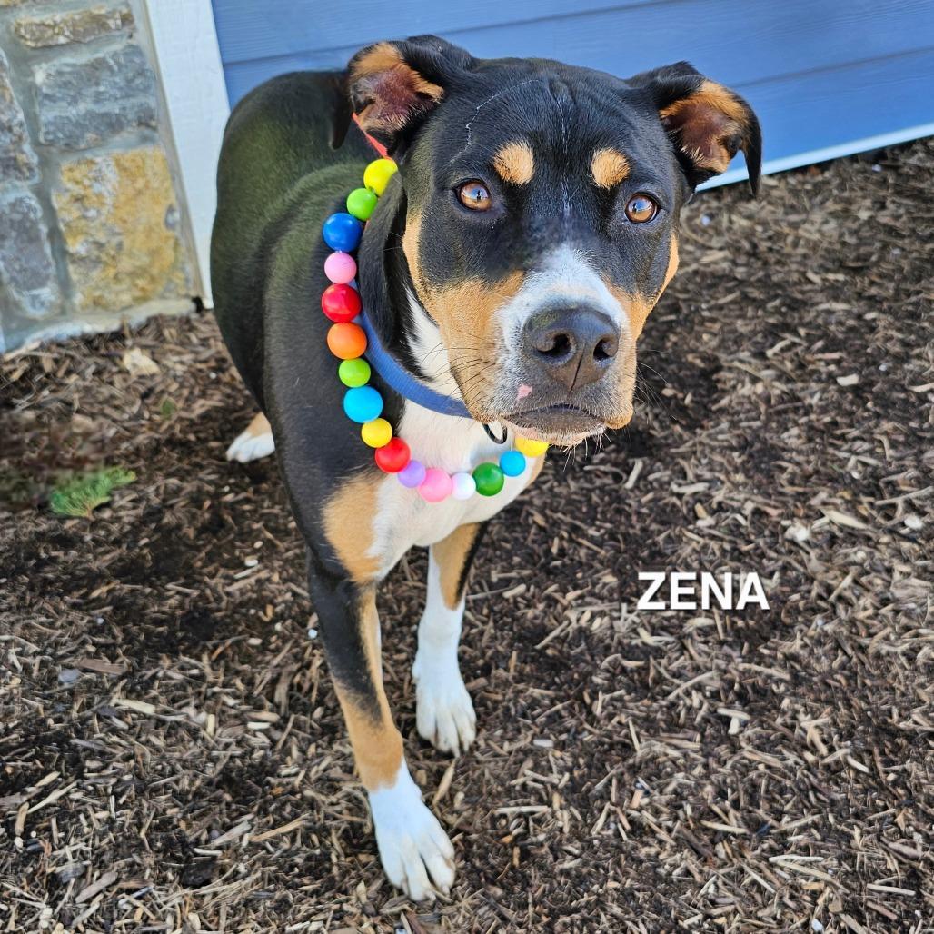 Zena