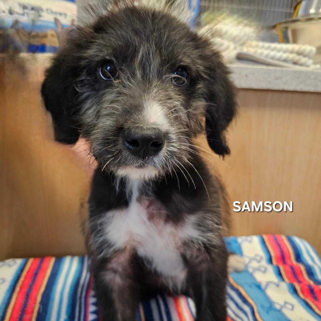 Samson