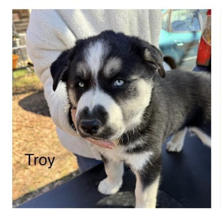 Troy
