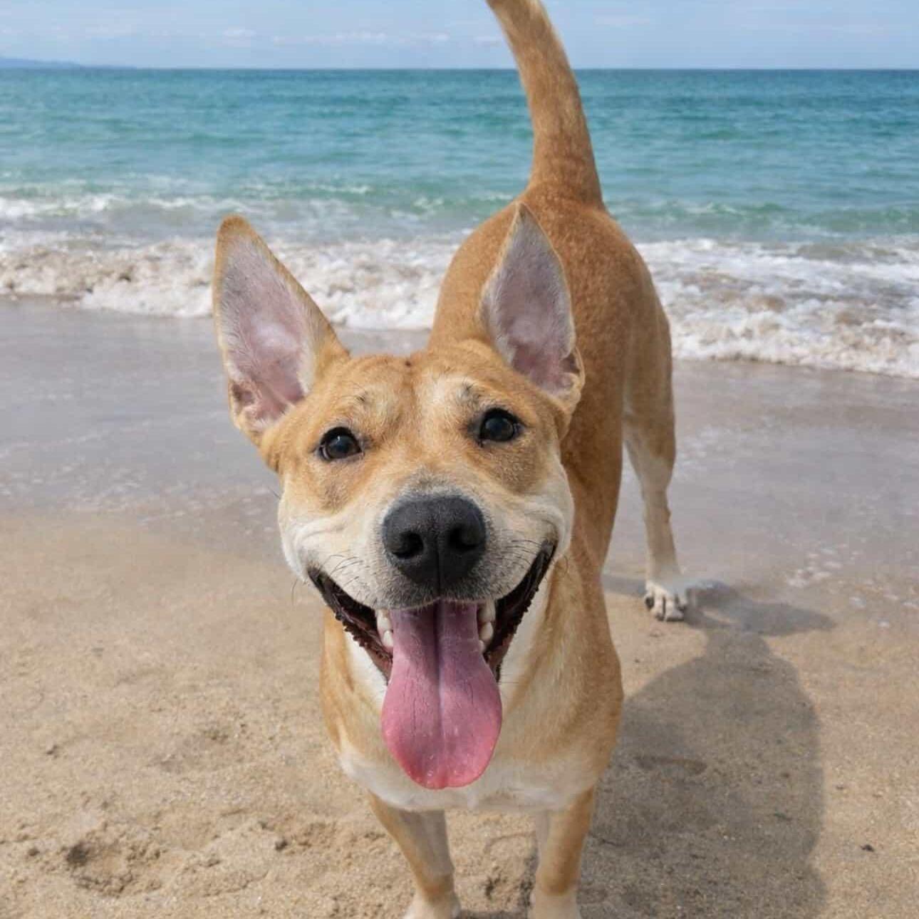 Foxy~ Circus Dogadventure Buddy