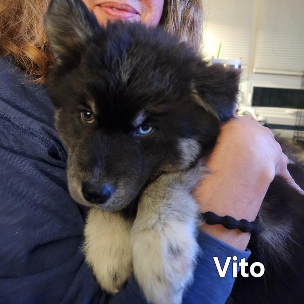 Vito