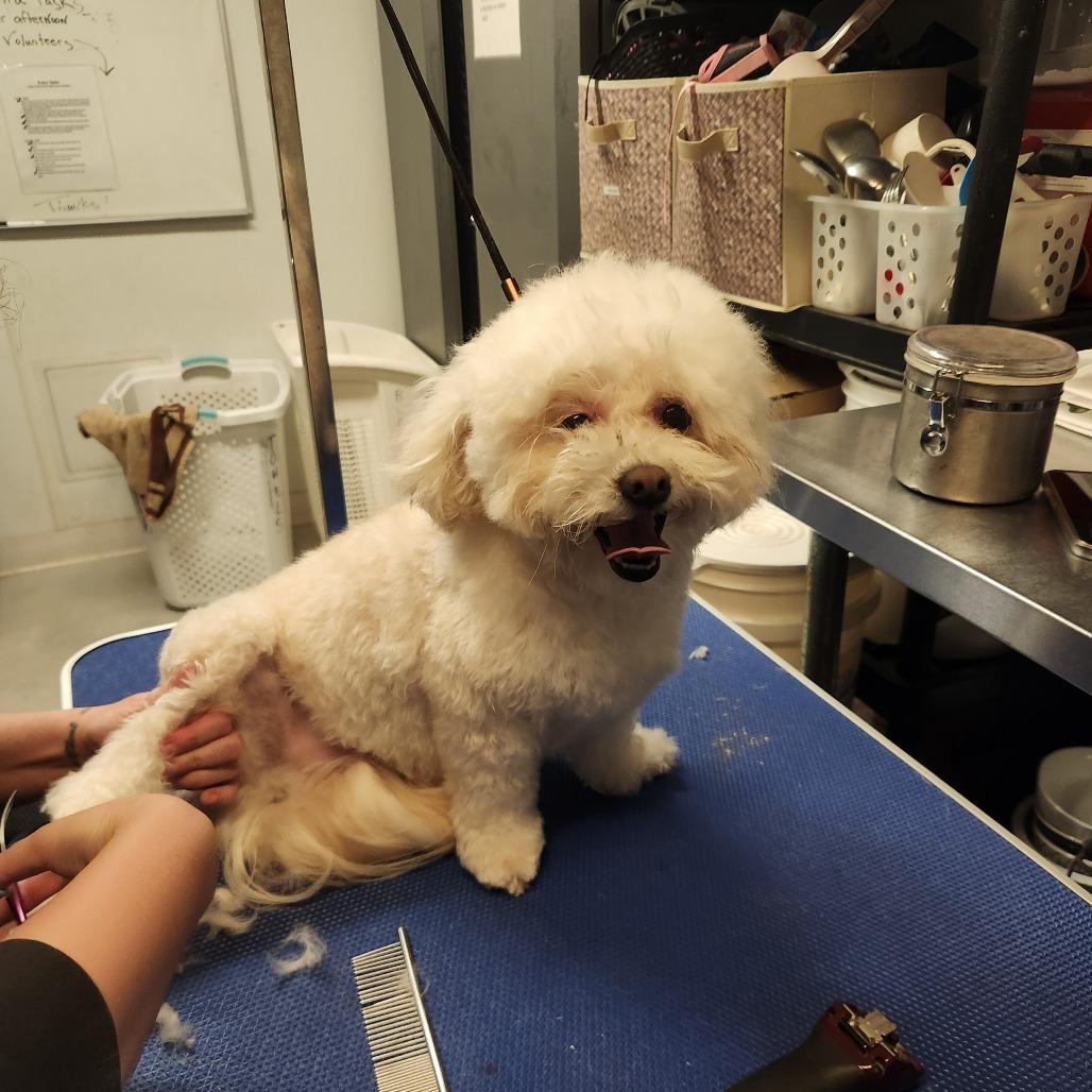 Tater Tot Costa Mesa