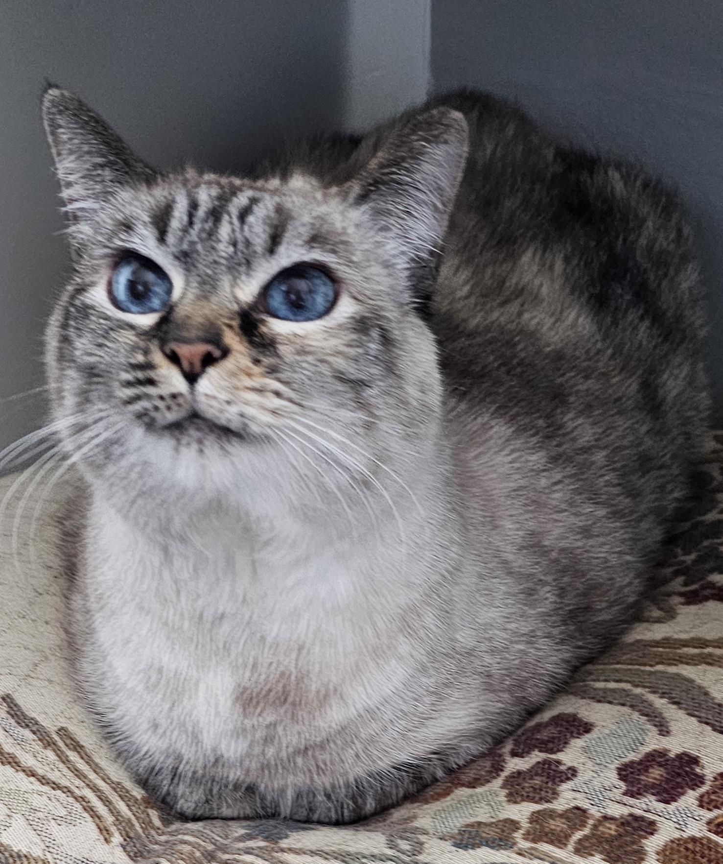 Pushkin Front Declawed