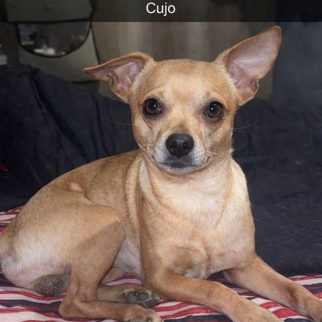 Cujo