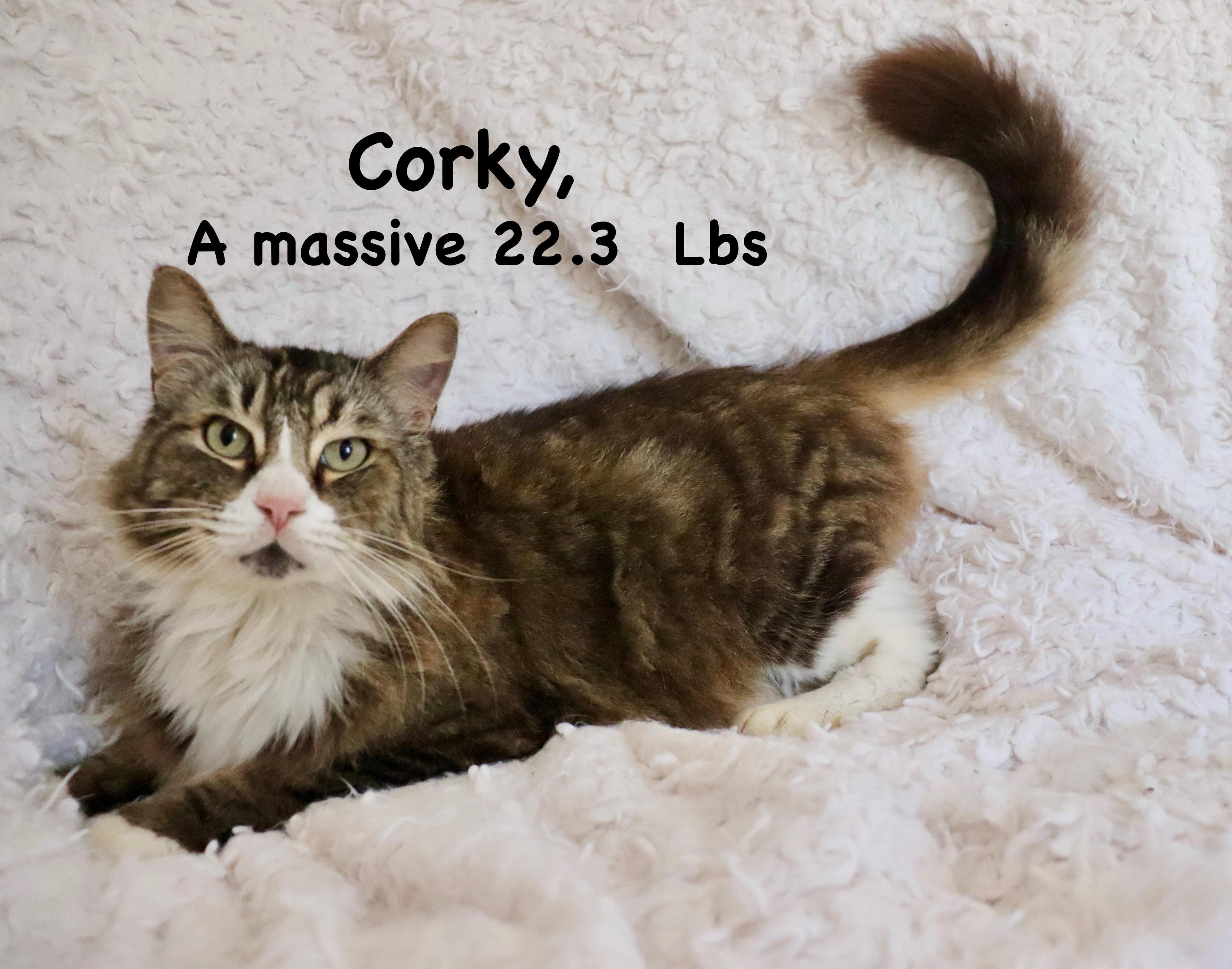 Corky