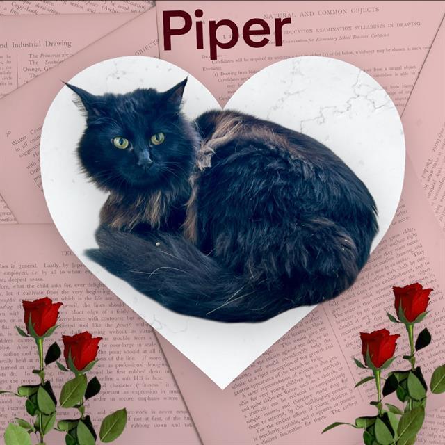 Piper
