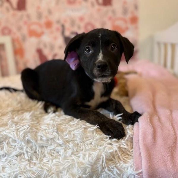 Brandy Old Fashioned Wisconsin