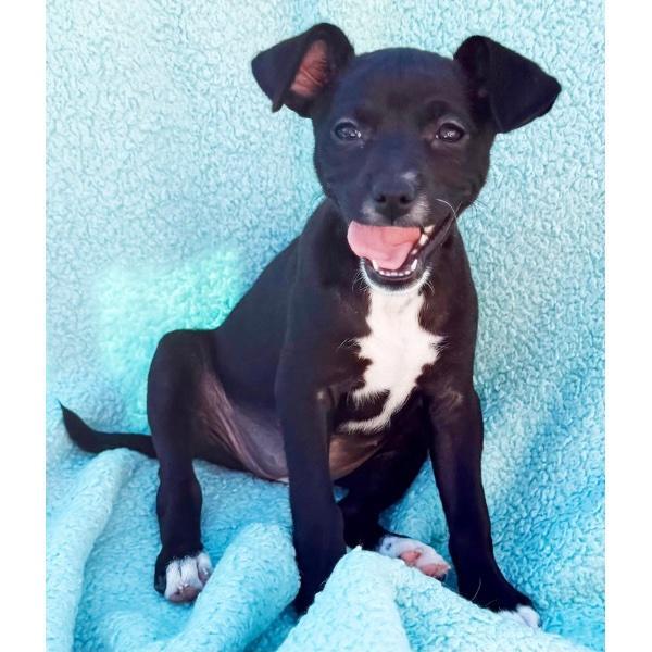 Sage Litterbliss Coh