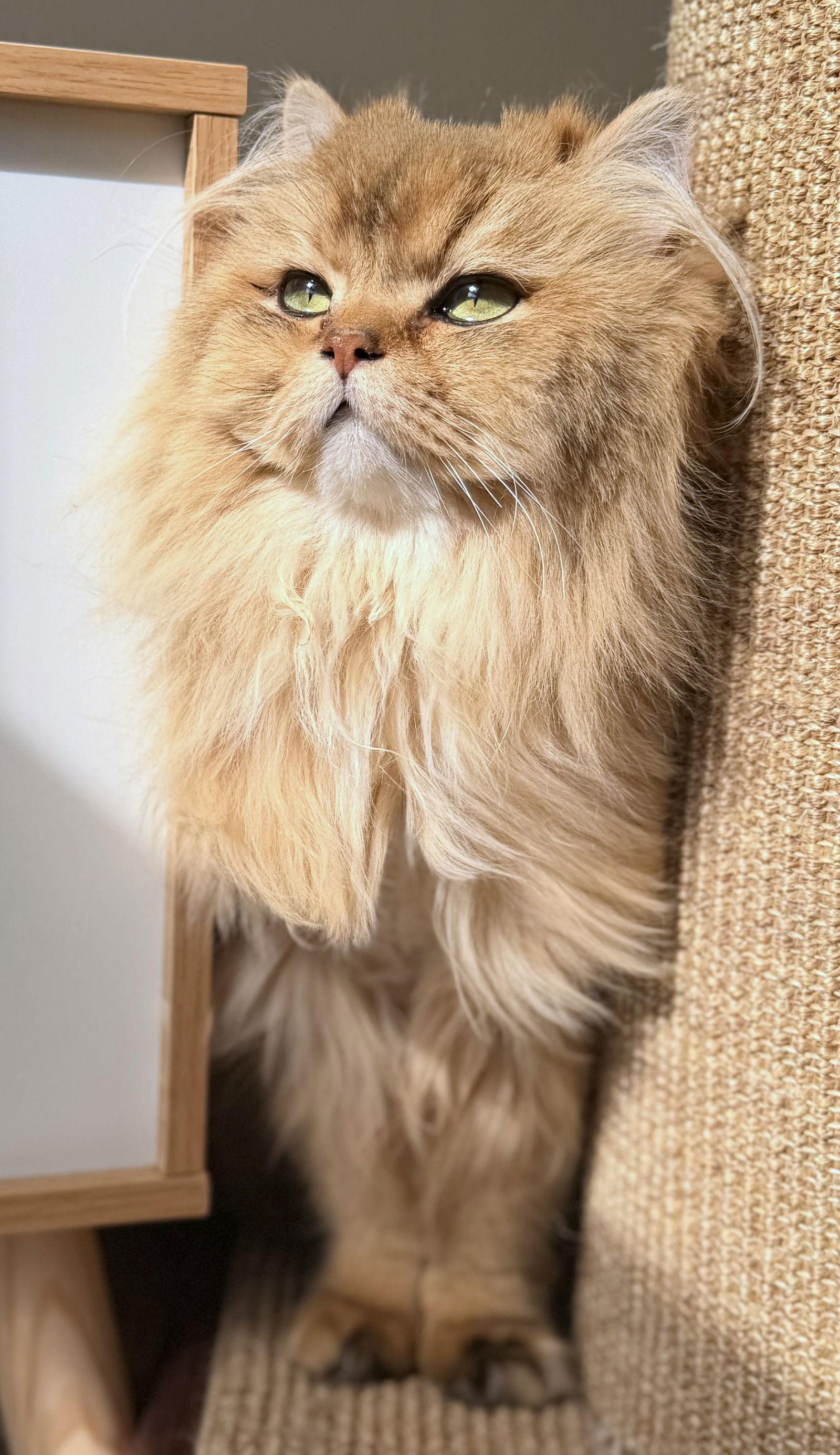 Simba