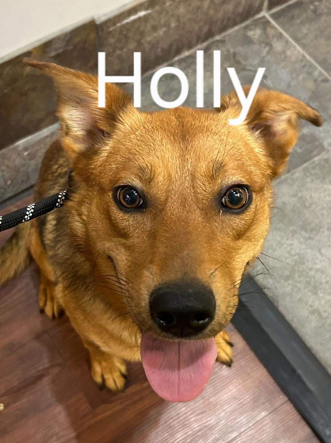 Holly