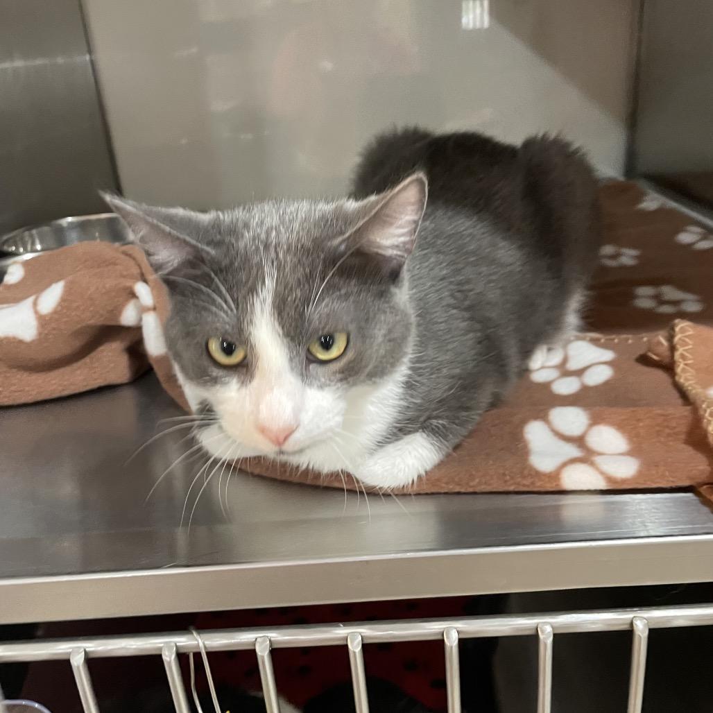 Blade Vampire Hunter