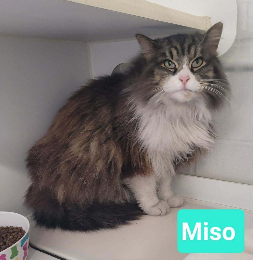 Miso