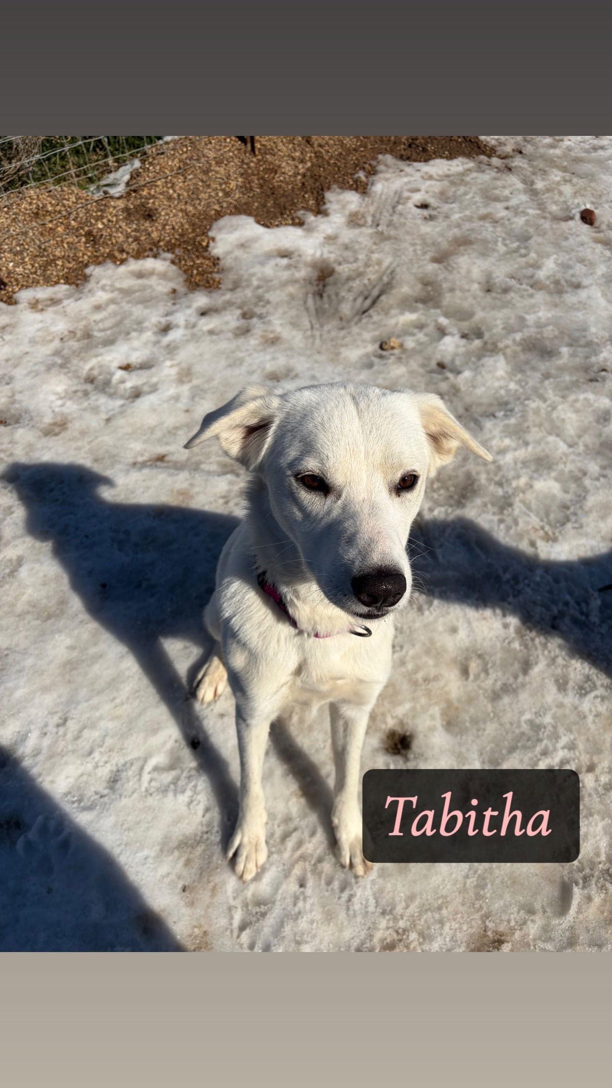 Tabitha