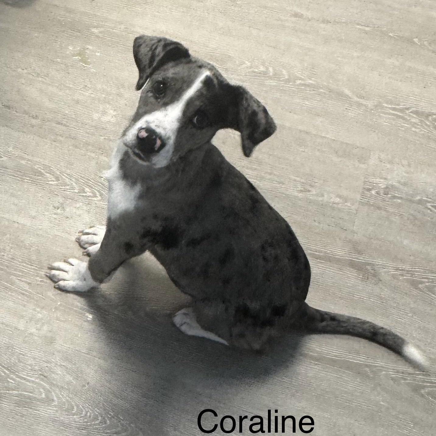 Coraline