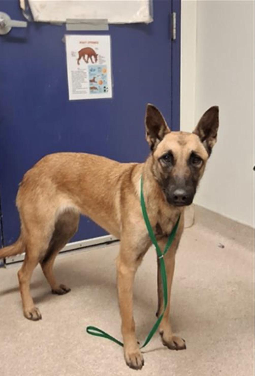 Lucy Urgent! Longtime