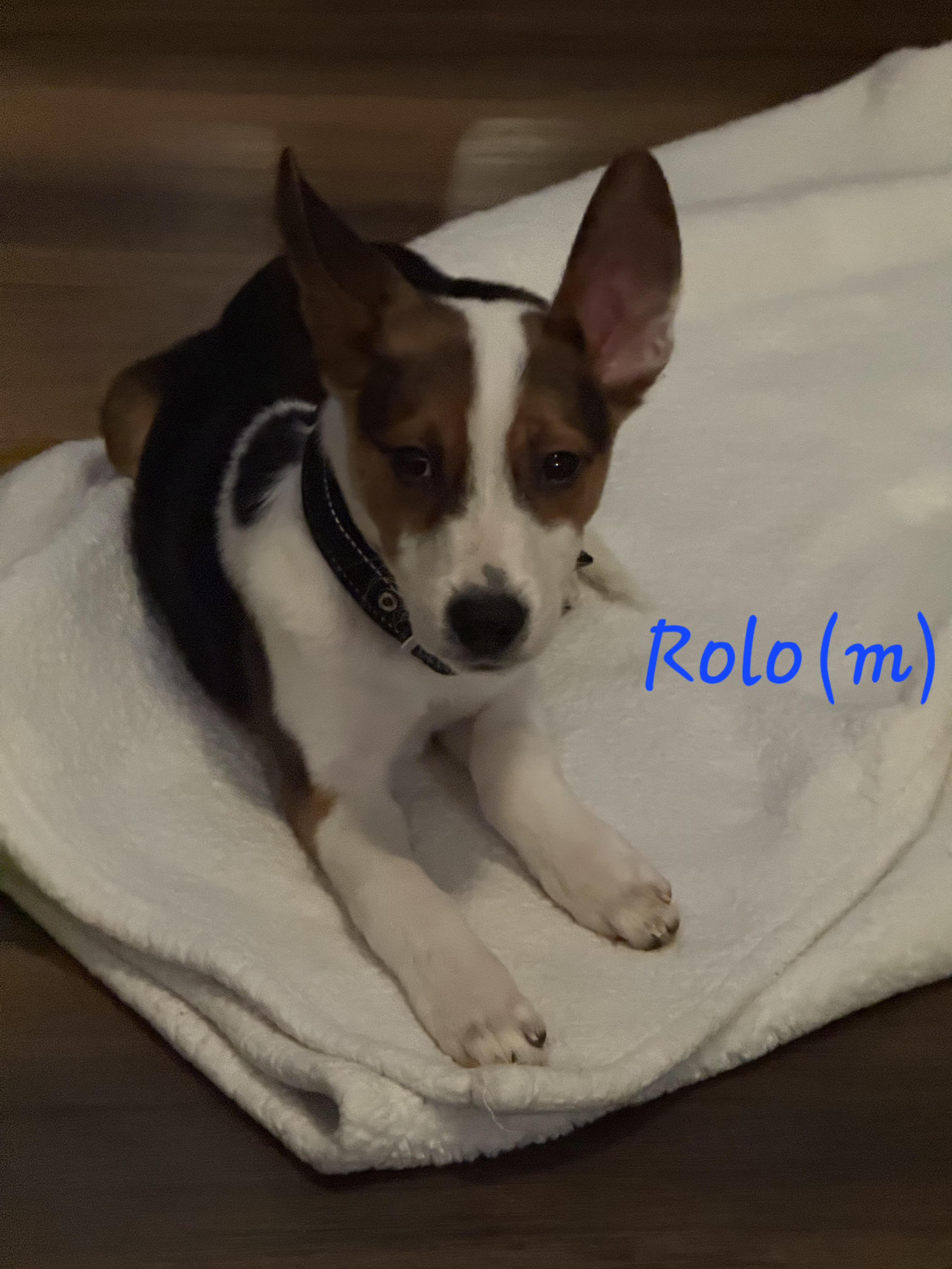 Rolo