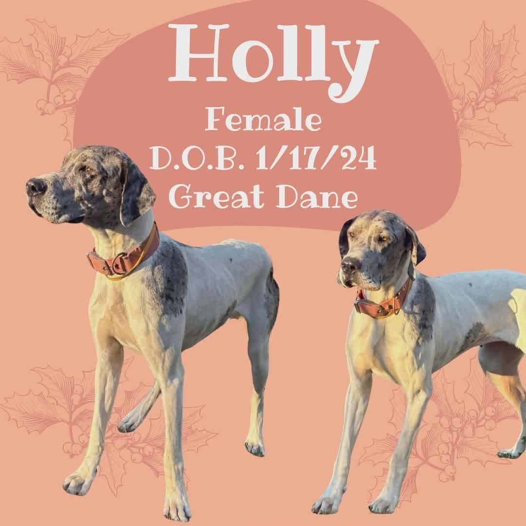 Holly