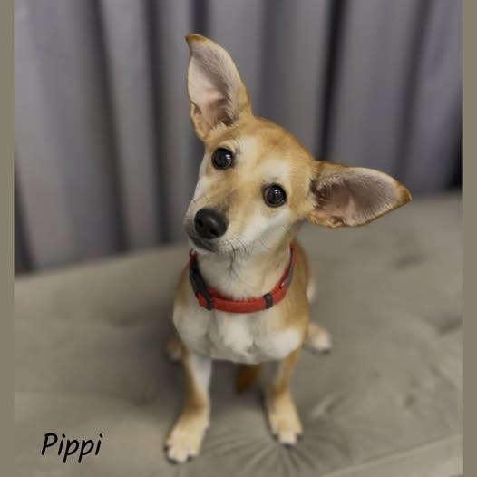 Pippi
