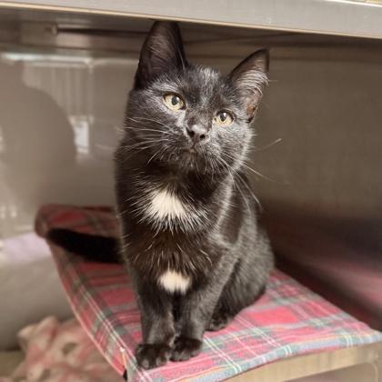 Midnight Courtesy Listing