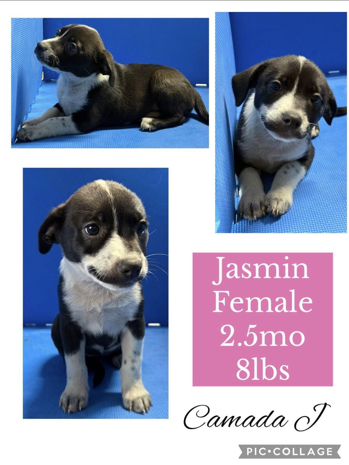 Jasmin