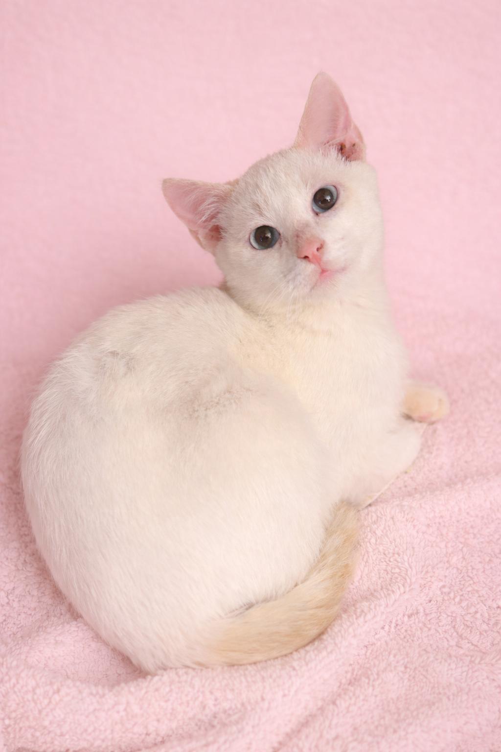 Serenaâs Flamepoint Boy