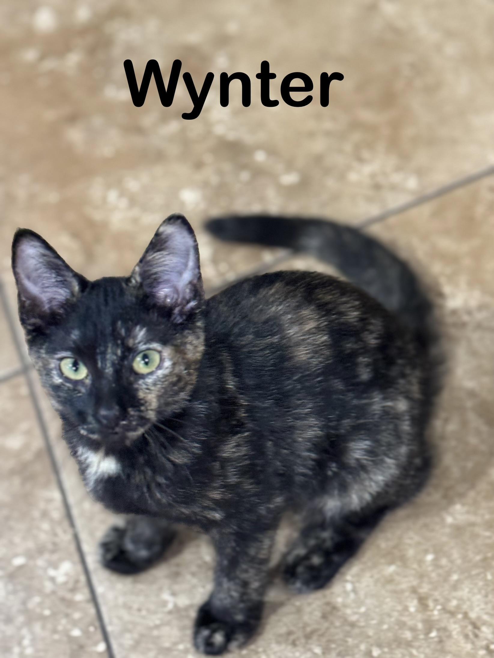 Wynter