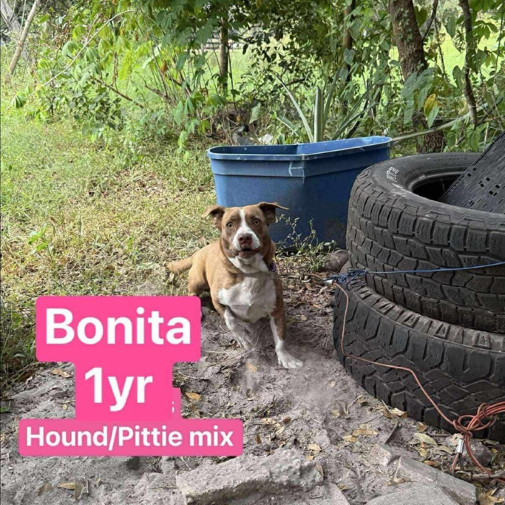 Bonita