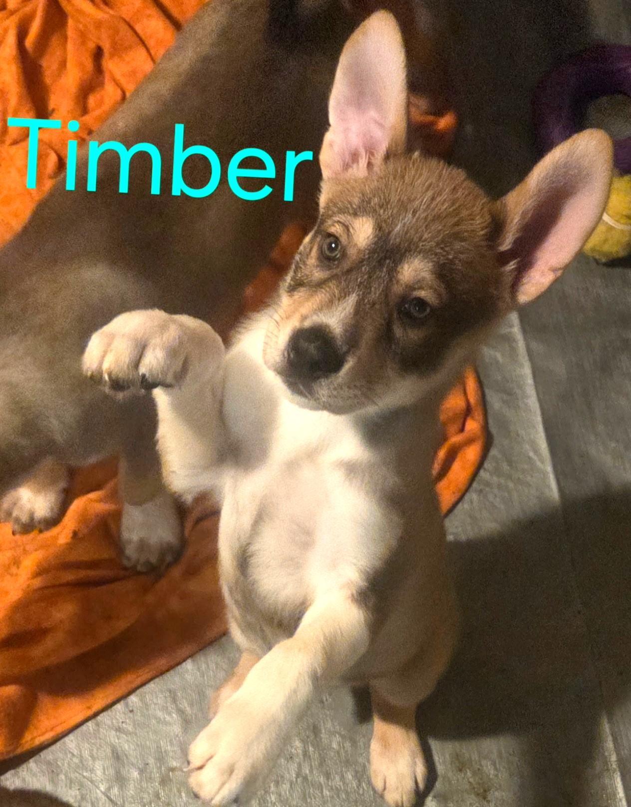 Timber
