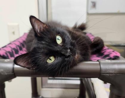 Zephyr Sweet Beautiful