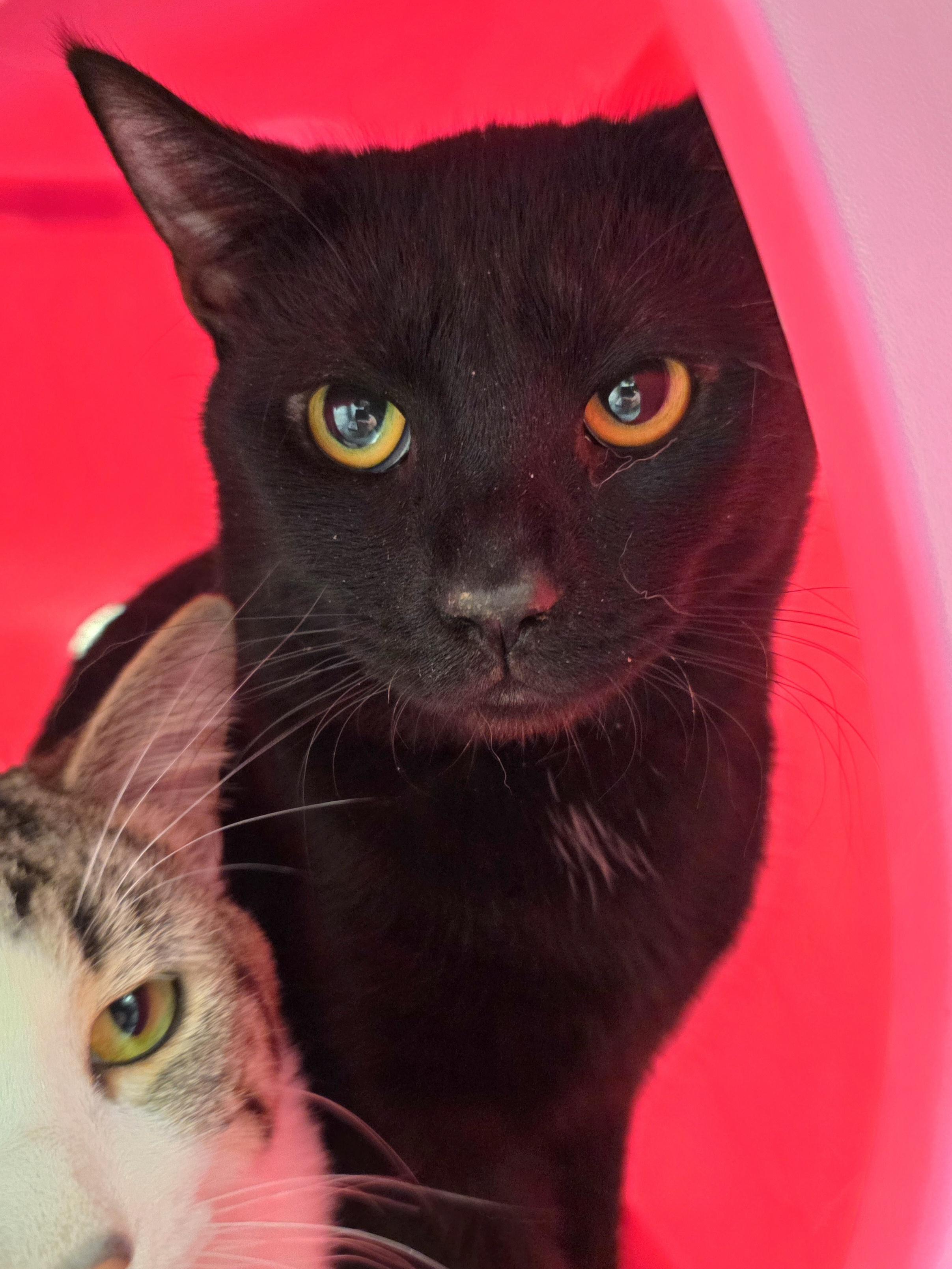 Timon Handsome Sweetheart